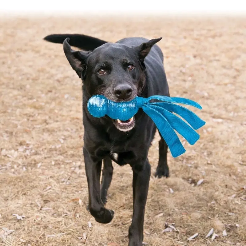 KONG Wubba Comet Dog Toy