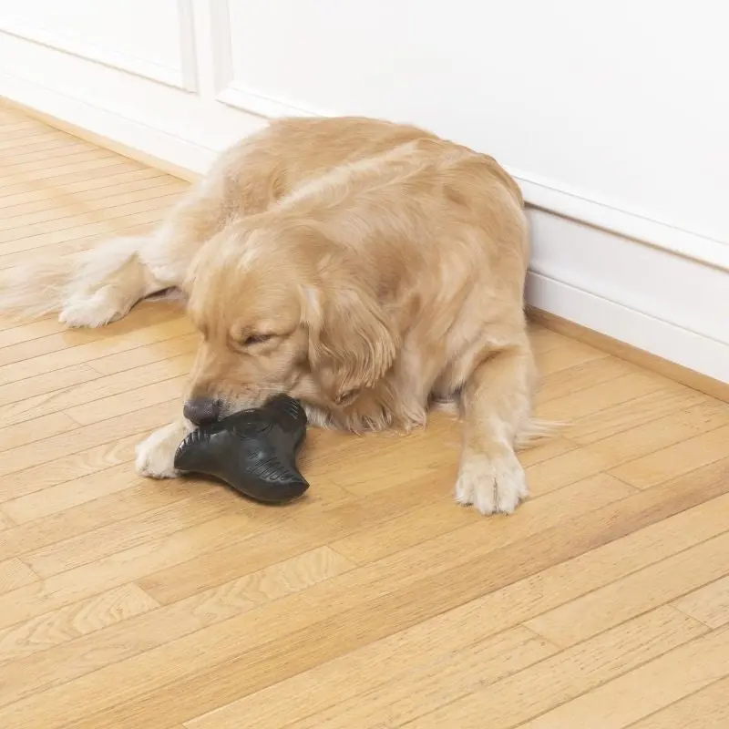 PetSafe Ninja Star Dog Toy