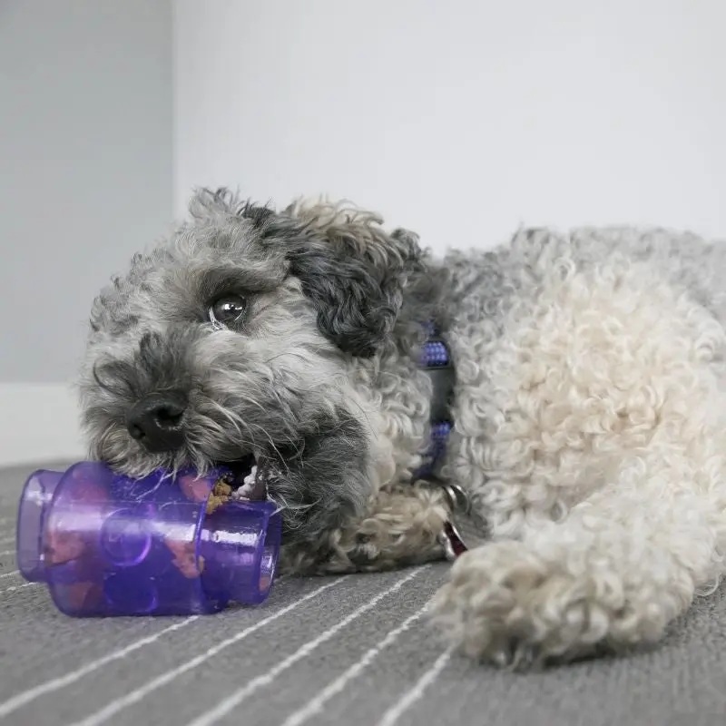 KONG Treat Duo for Dogs