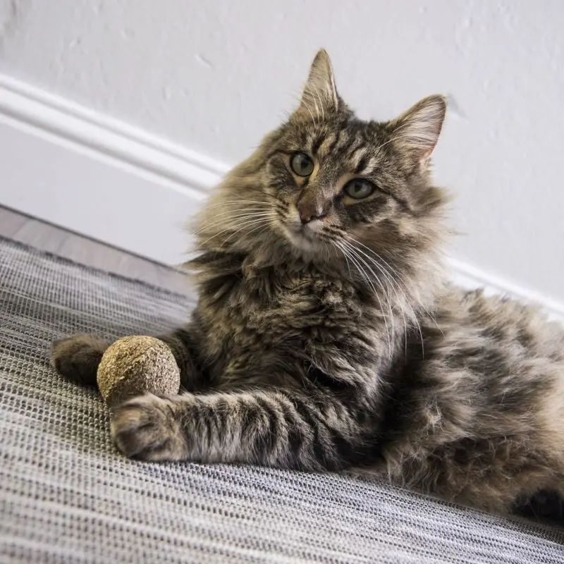 Smartykat Kiss Compressed Catnip Ball Cat Toy