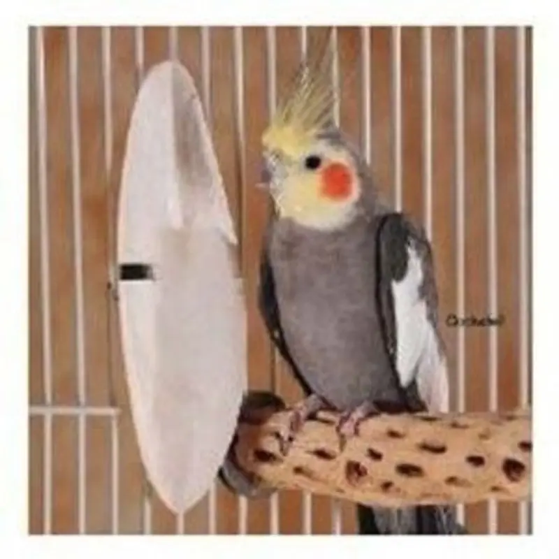 Prevue Medium 5 inch Cuttlebone