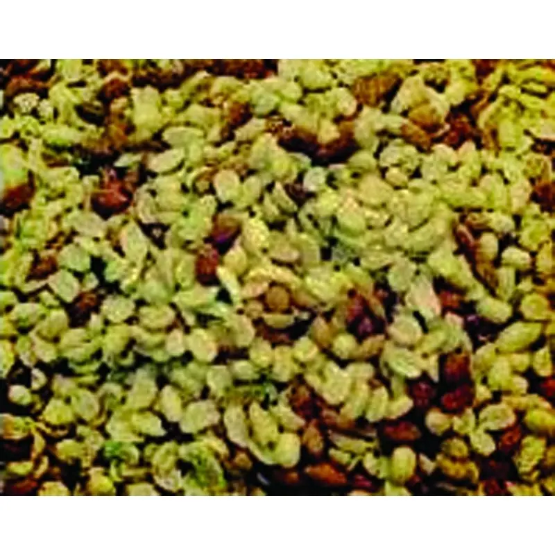 Shelled Peanuts 50 lb
