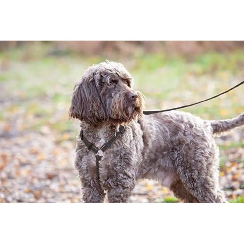 Shires Digby Fox Webbing Dog Harness
