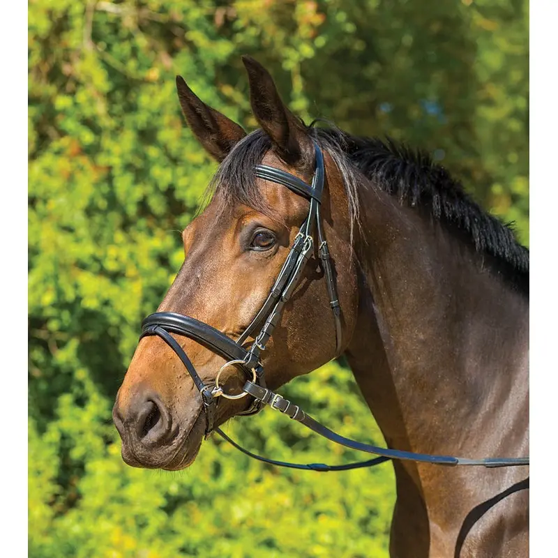 Avignon Aspen Dressage Bridle