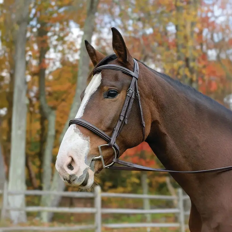 Avignon Nashville Bridle