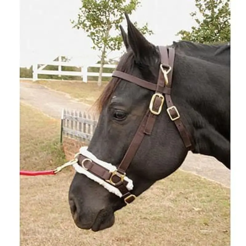 Jeffers Lunging Cavesson with Fleece-Lined Nose for Horses, 800-1200 lbs
