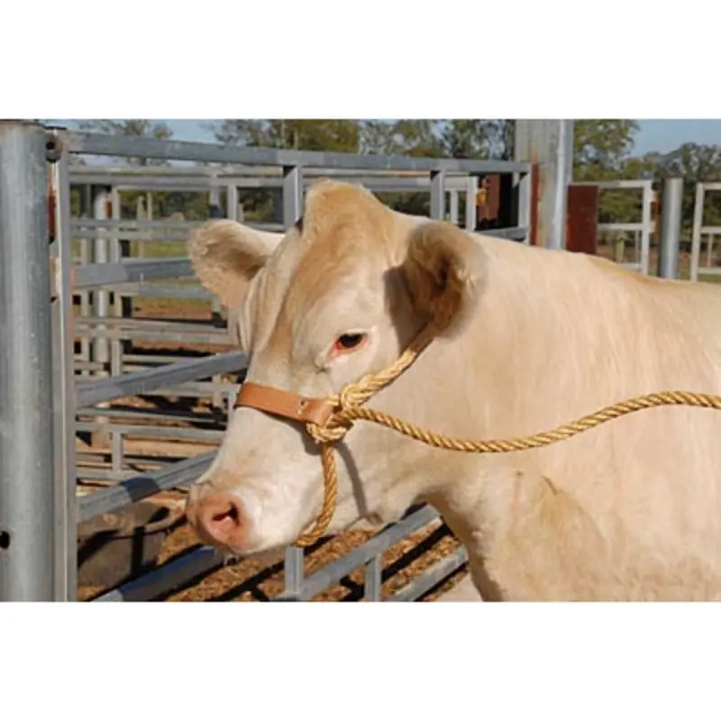 Economy Rope Halter with Leather Nose Band