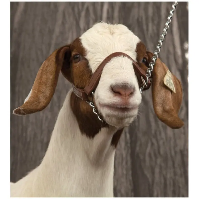 Brahma Webb Show Goat Halter