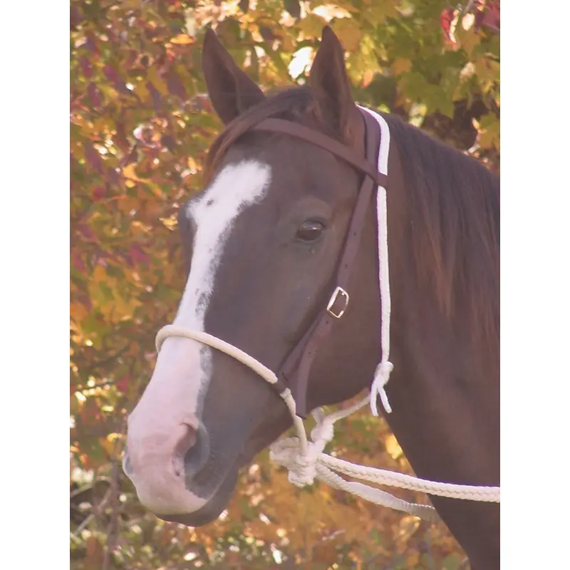 Mustang Breaking Hackamore Bridle, Nylon