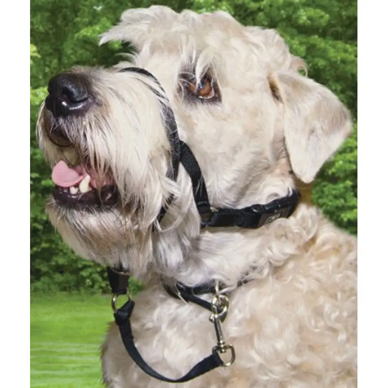 Walk 'n Train Head Halter