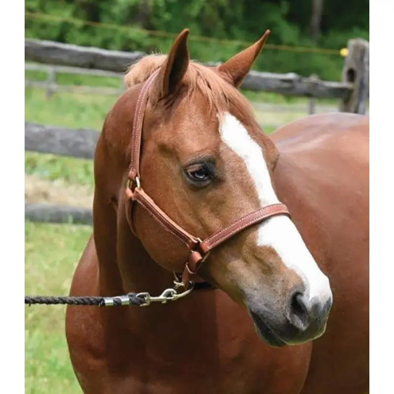 Perri's Value Leather Horse Halter, Chestnut