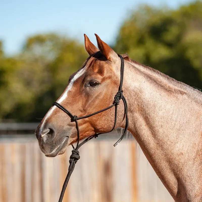 Classic Equine Econo Rope Halter with 8' Leadrope