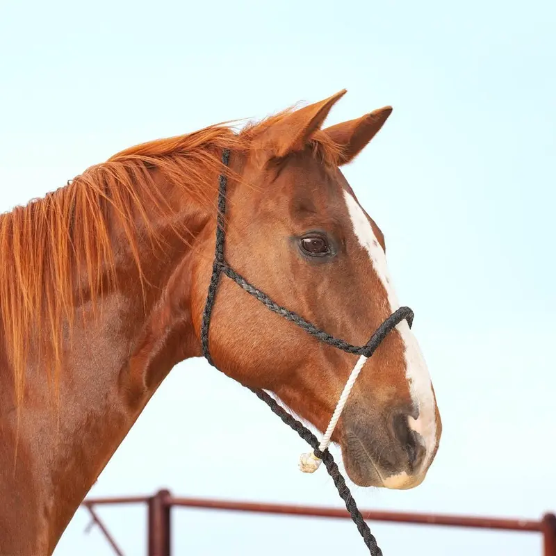Classic Lariat Rope Nose Halter w/Lead