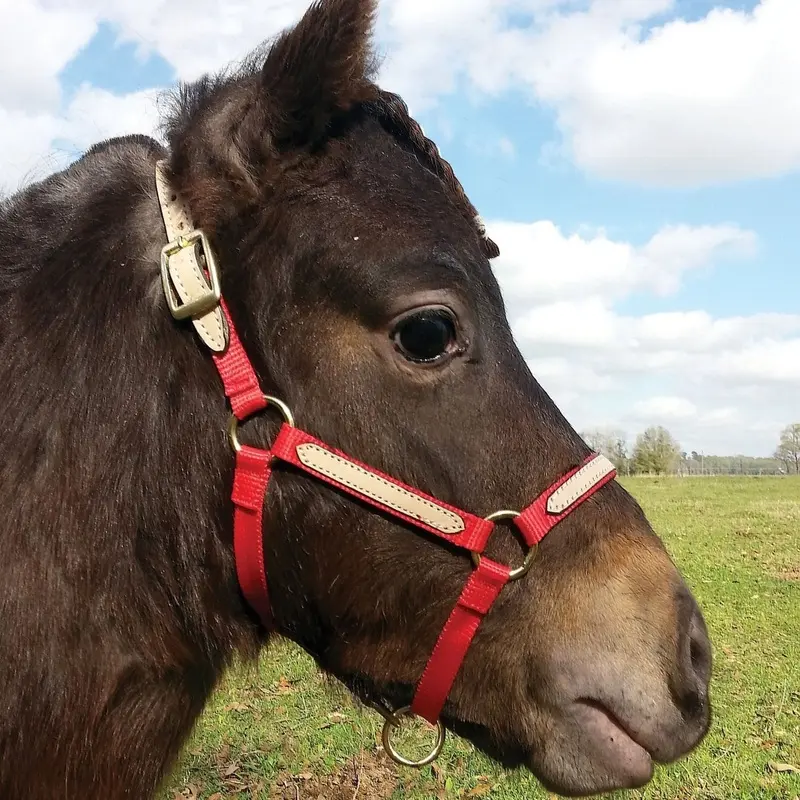 Tough1 Miniature Nylon Breakaway Halter, Large