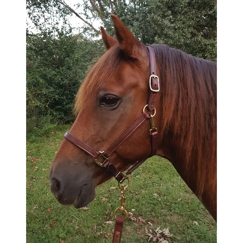 Perri's Leather Horse Halter and Lead