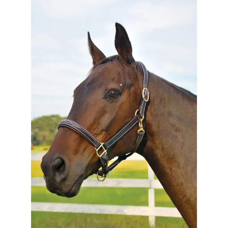 Jeffers Uniquely English Fancy Stitched Leather Horse Halter