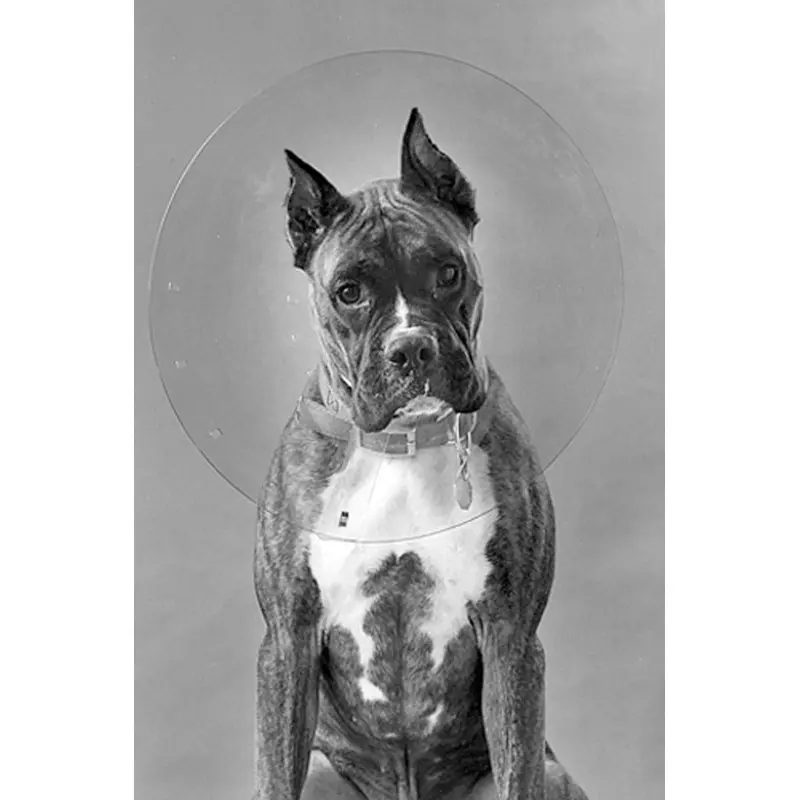 ClearCollar Elizabethan Restraint Collar, Size 18